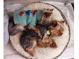beautiful Yorkshire terrier for adoption