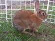 Adopt Snickers a Mini Rex, Bunny Rabbit