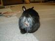 Adopt 'BoyBoy a Bunny Rabbit, Lop Eared