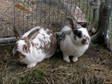 Adopt Deano & Freckles a Bunny Rabbit