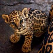 (text me directly at: 3852001409) tiger,  cheetahs and jaguar cubs now