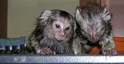 cute marmoset monkeys for adoption